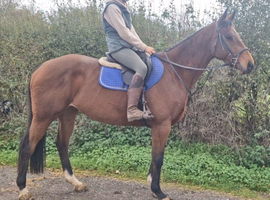 Super quiet allrounder
