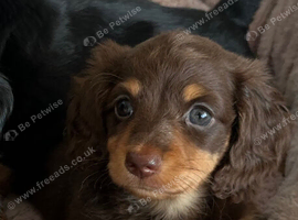 Mini Long hair Dachshund puppies