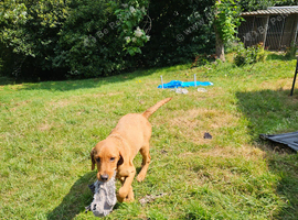 Working red and yellow lab pups