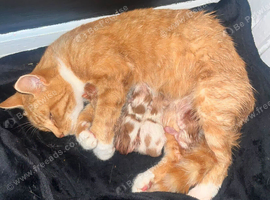 5 kittens looking for loving homes