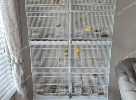 8 breed cage