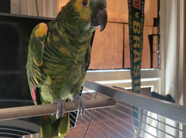 Female amazon aestiva