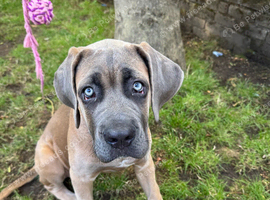 Cane corso