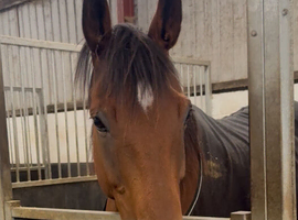 16.3hh tb gelding
