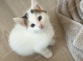 Last little boy looking for his forever home