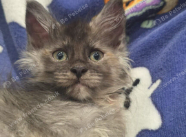 3 x Maine Coon Kittens ONLY FEMALES LEFT