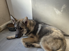7 months old shepsky male pup for sale