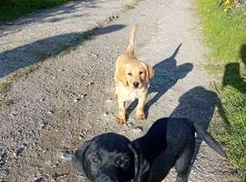 Beautiful Labrador puppies