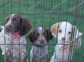 Cocker spaniel puppies for sale
