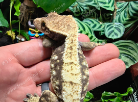 Crested gecko
