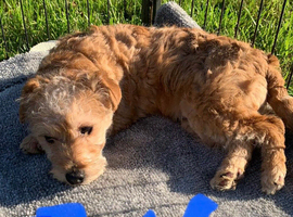 Jackapoo puppies