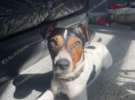 4yr old Parson Jack Russell