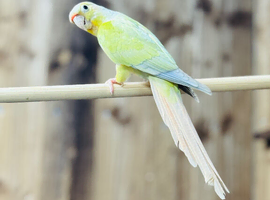 Pineapple conure