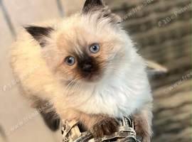 BEAUTIFUL RAGDOLL KITTENS READY TO LEAVE NOW