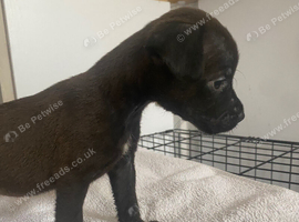 Lakeland x Patterdale.