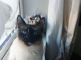 Ragdoll and ragamuffin girls