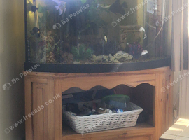 Corner fish tank 190lts