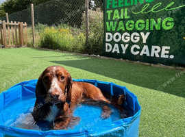 Where every tail wags with joy!