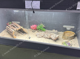 Bearded dragon