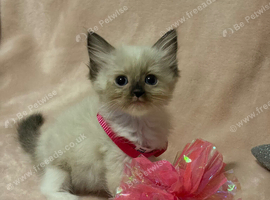 Beautiful ragdoll kittens