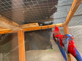 Rosella Parrot