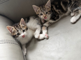 Bengal Maine coon cross kittens