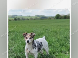 8 weeks old jack russell puppies for sale