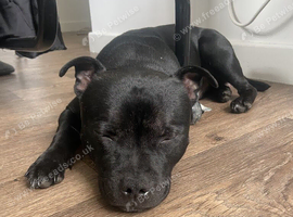 Mini Black staffy