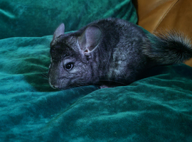 Lovely 2x female ebony chincillas