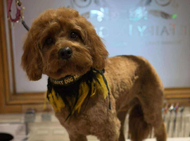 Cavapoo stud dog
