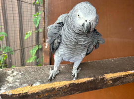 African Grey For Sale