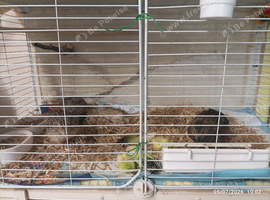 Available - Beige tone male and 3 females in different colour tones 4 weeks old &pound;34 the group