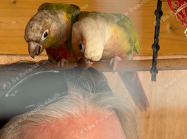 Proven pair pineapple conures