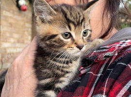 Two Female Kittens Looking for a New Home in Salisbury