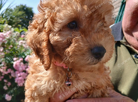 Last 1 8week old cockerpoo pups ready to go to forever home