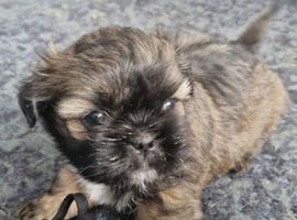1 pugzu puppy