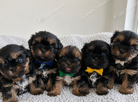 Stunning doby shih tzu puppies