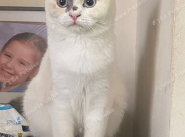 British shorthair kitten