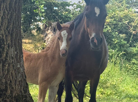 Stunning little section B colt foal