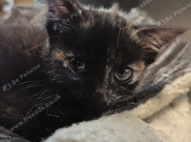 Tiny Tortoiseshell Female Kitten With a Big Personality - Loving Home Wanted