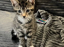 BEAUTIFUL FREE MALE KITTEN