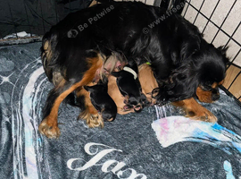 KC registered Cavalier King Charles
