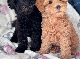 Poodle puppies one boy one girl x