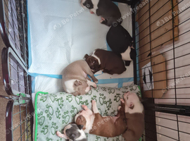 KC registered Boston Terrier puppies