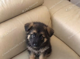 German shepherd puppy