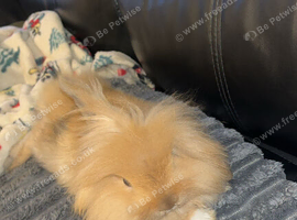 Lionhead rabbit