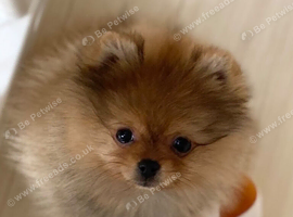 Orange Pomeranian Puppy For Sale - Boston, Lincs - Vet Checked & Ready Now