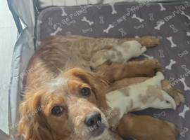 Cocker spaniel pups