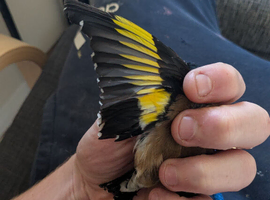 BBC rung goldfinch