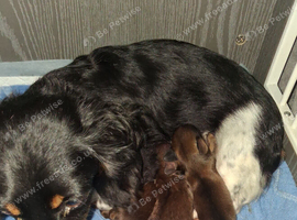 Longhaired Kaninchen dachshunds